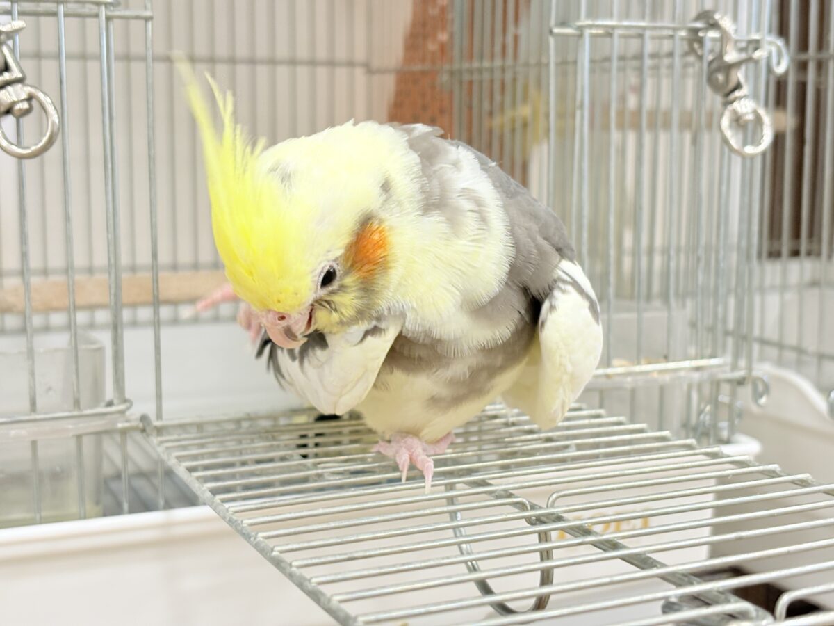 オカメインコ
