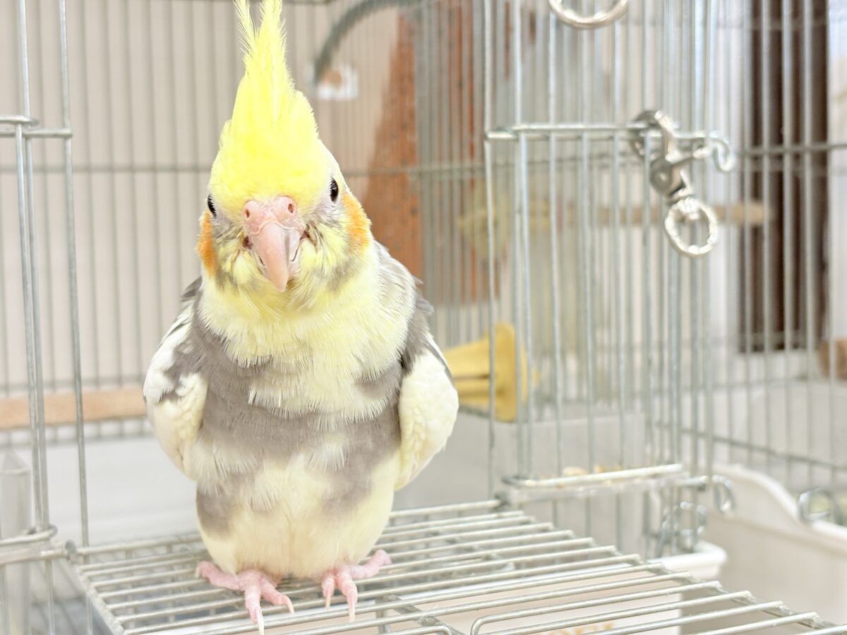 オカメインコ