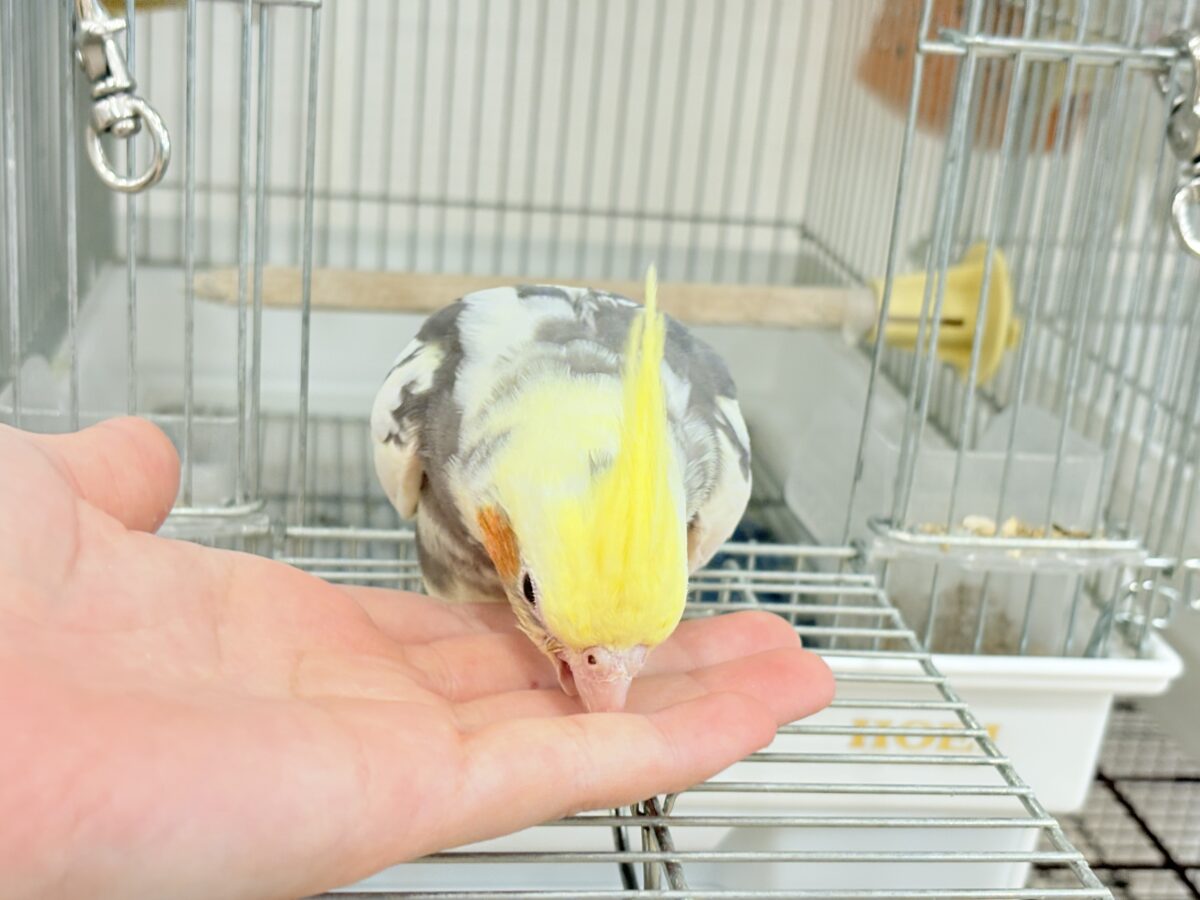 オカメインコ