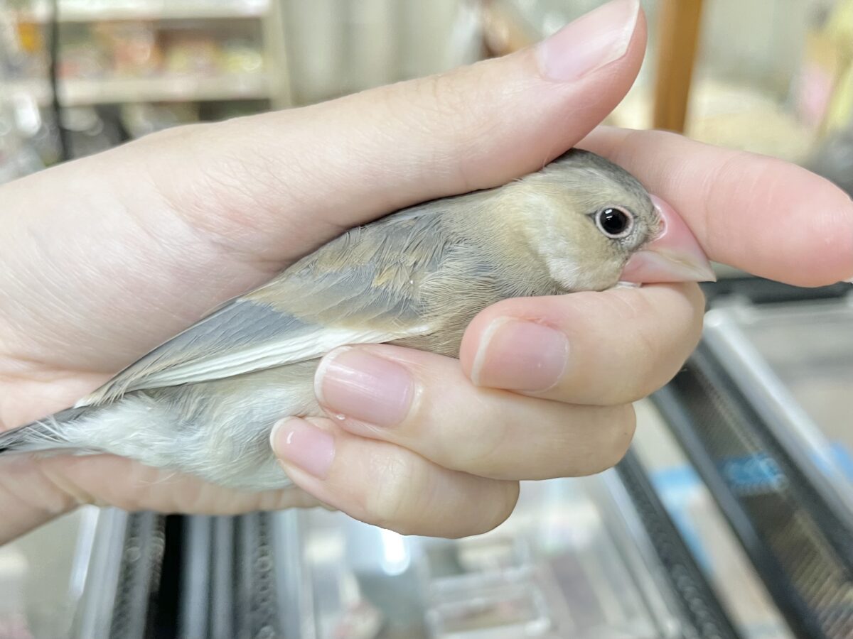 桜文鳥