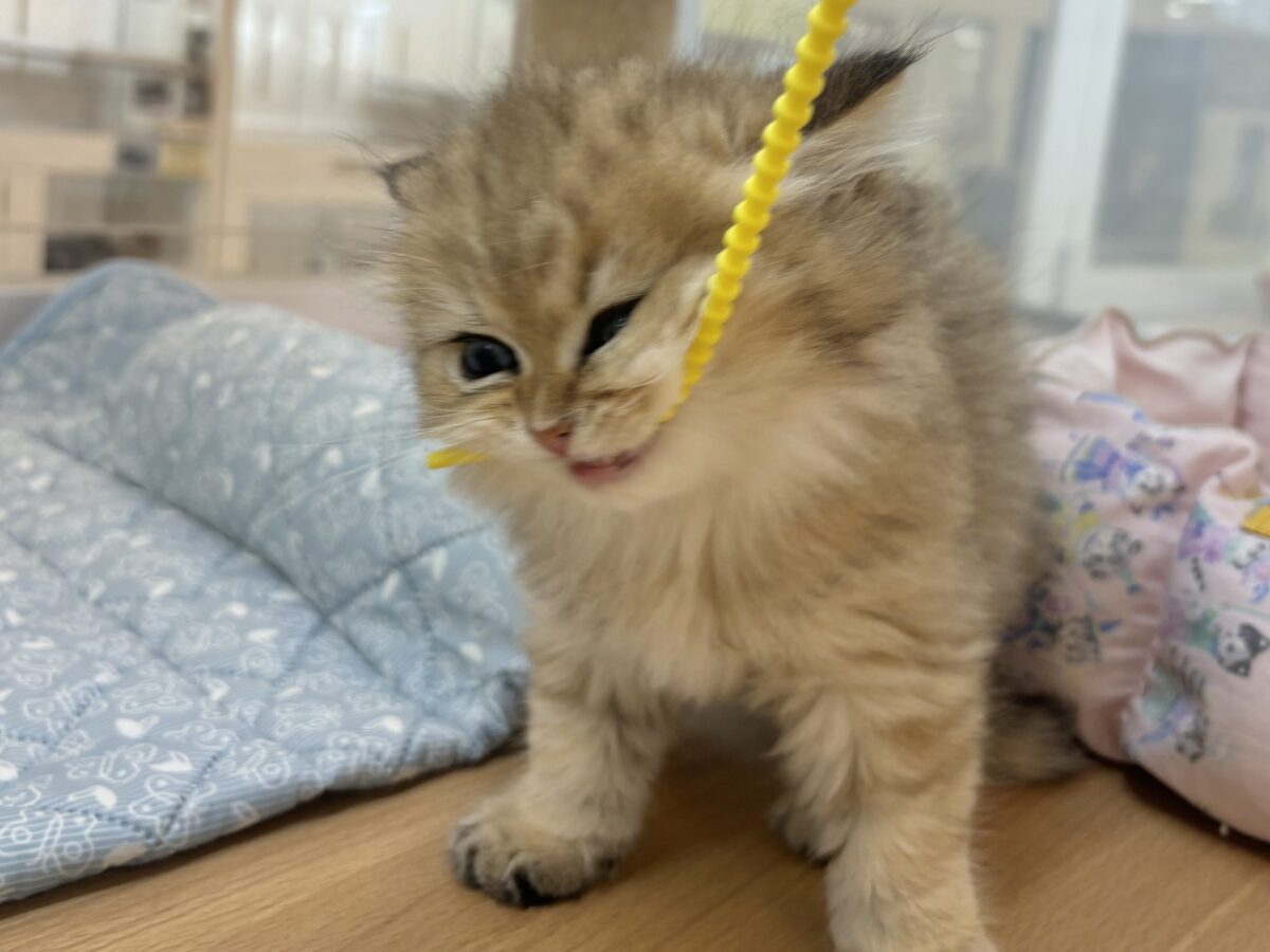 ブリティッシュショートヘア