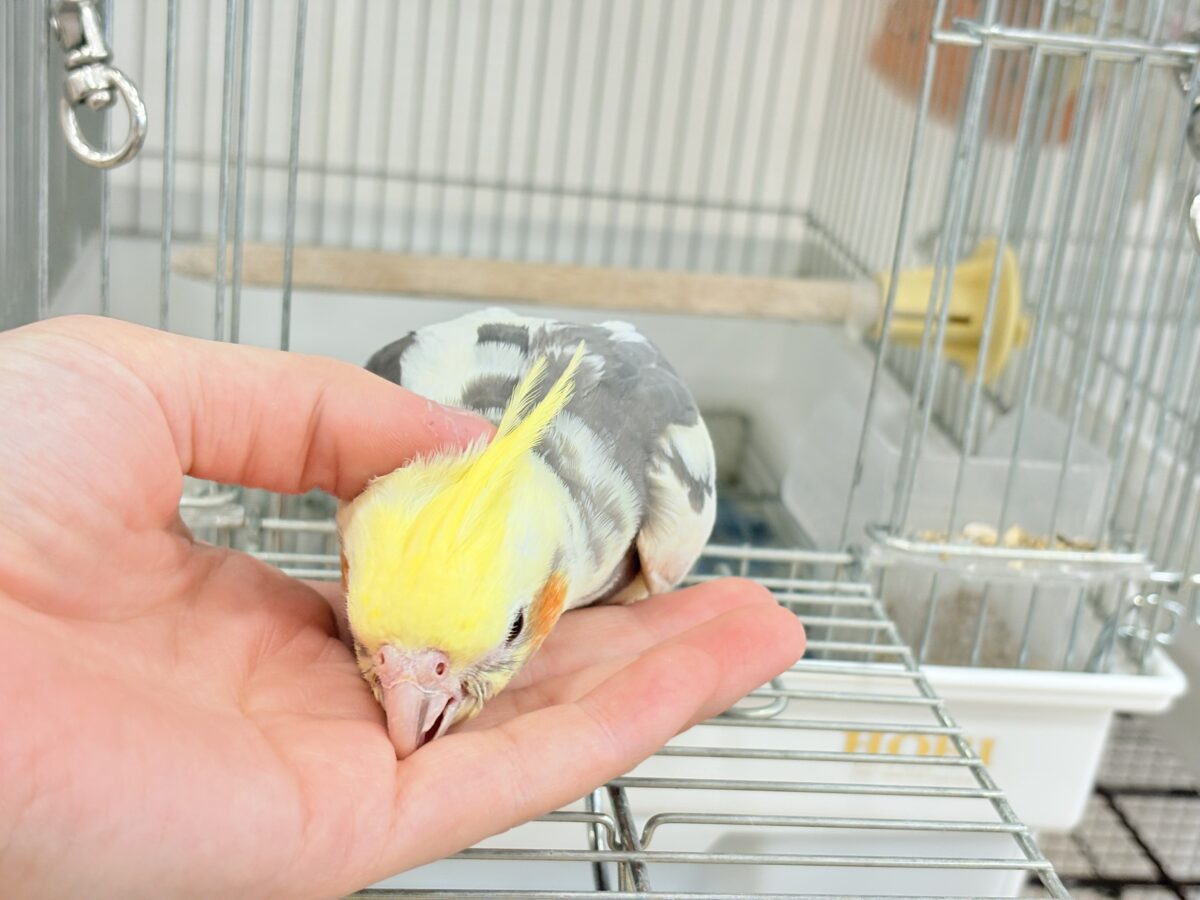 オカメインコ