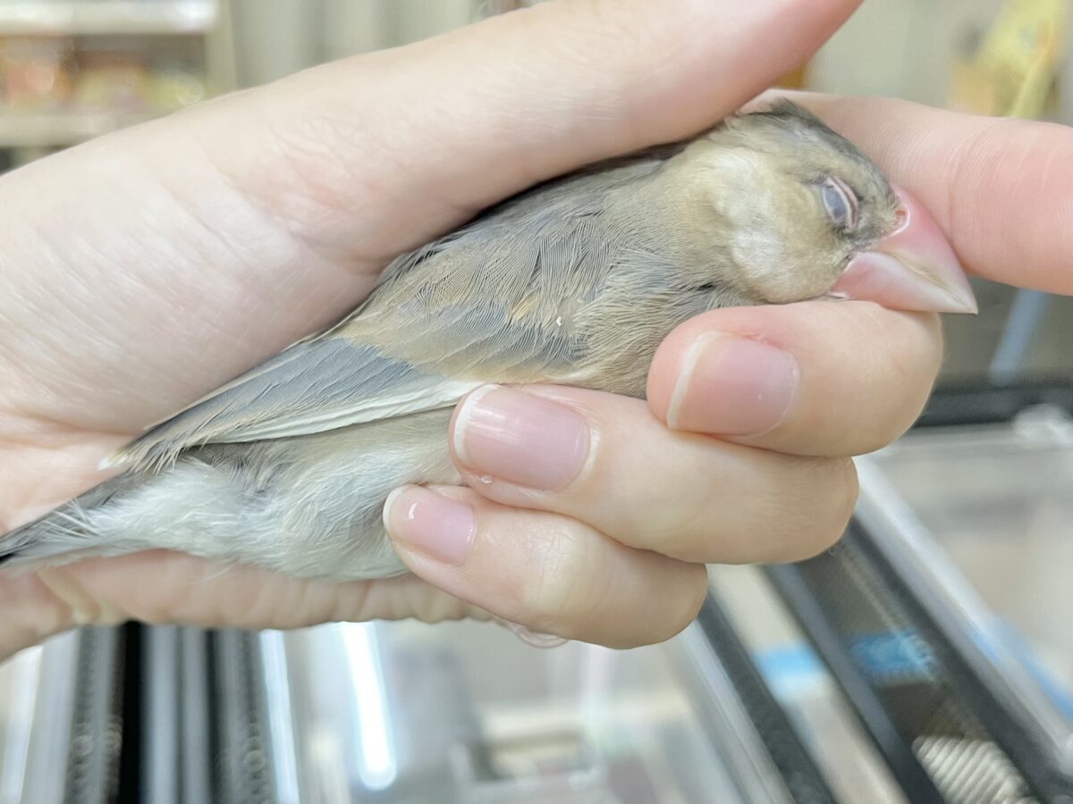 桜文鳥