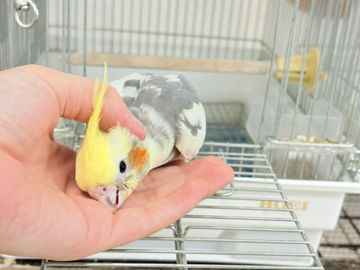 オカメインコ
