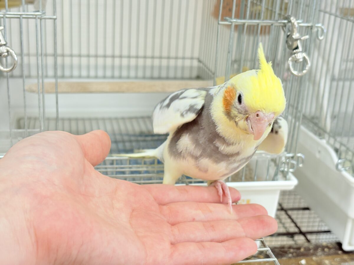 オカメインコ