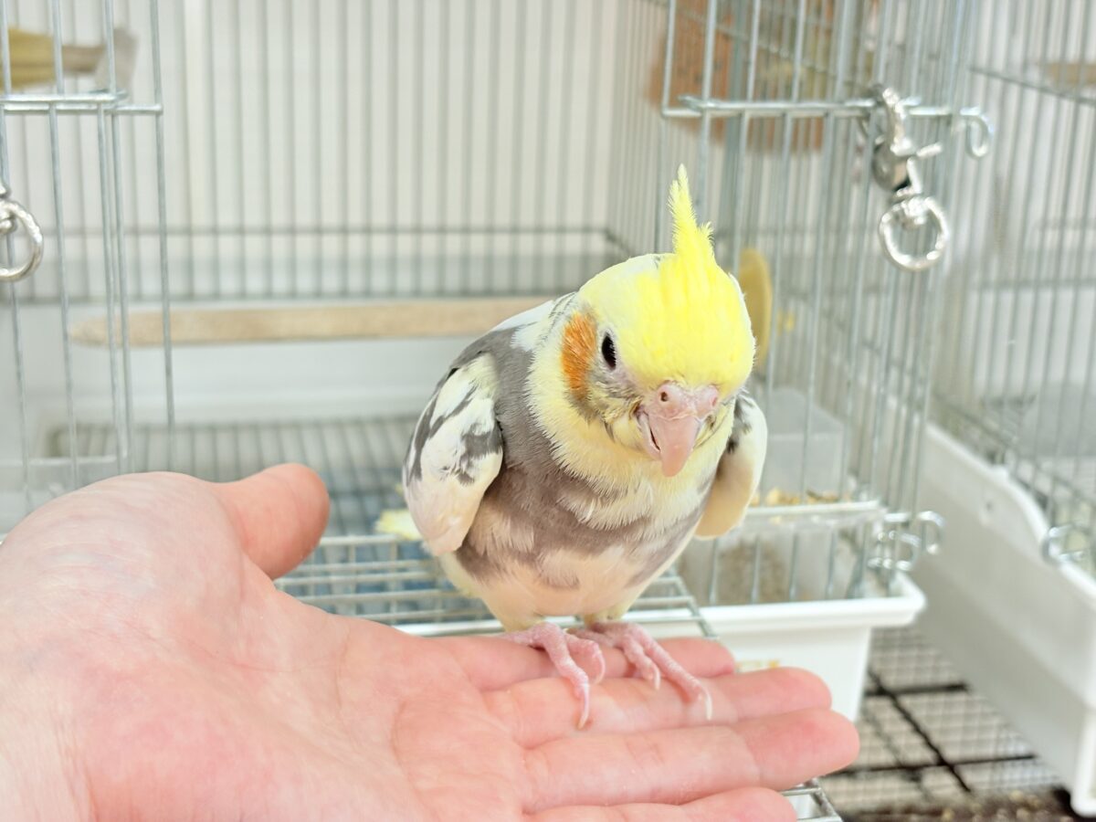 オカメインコ