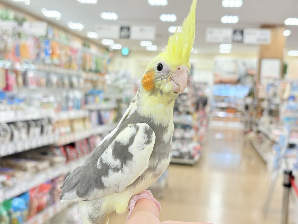 オカメインコ