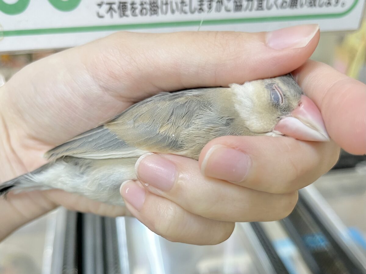 桜文鳥
