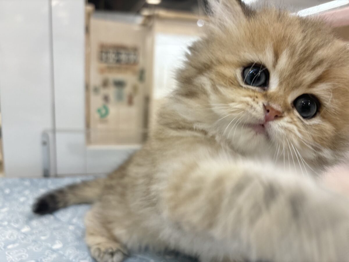 ブリティッシュショートヘア