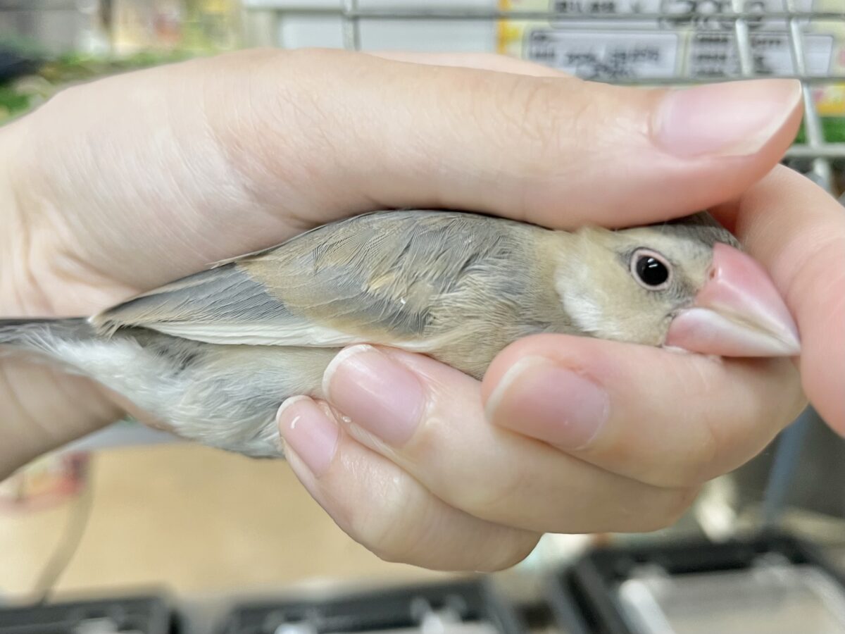 桜文鳥