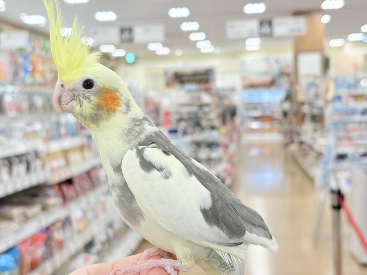 オカメインコ