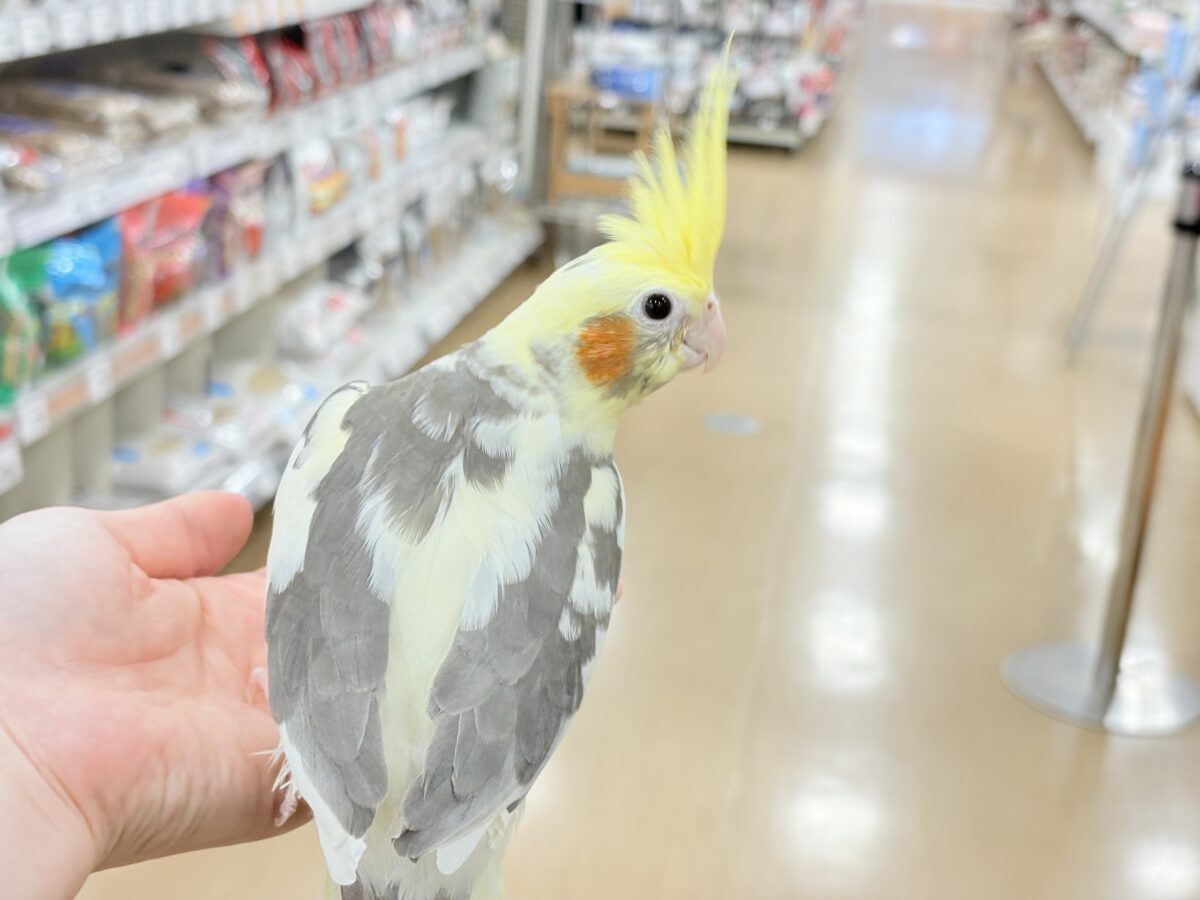 オカメインコ