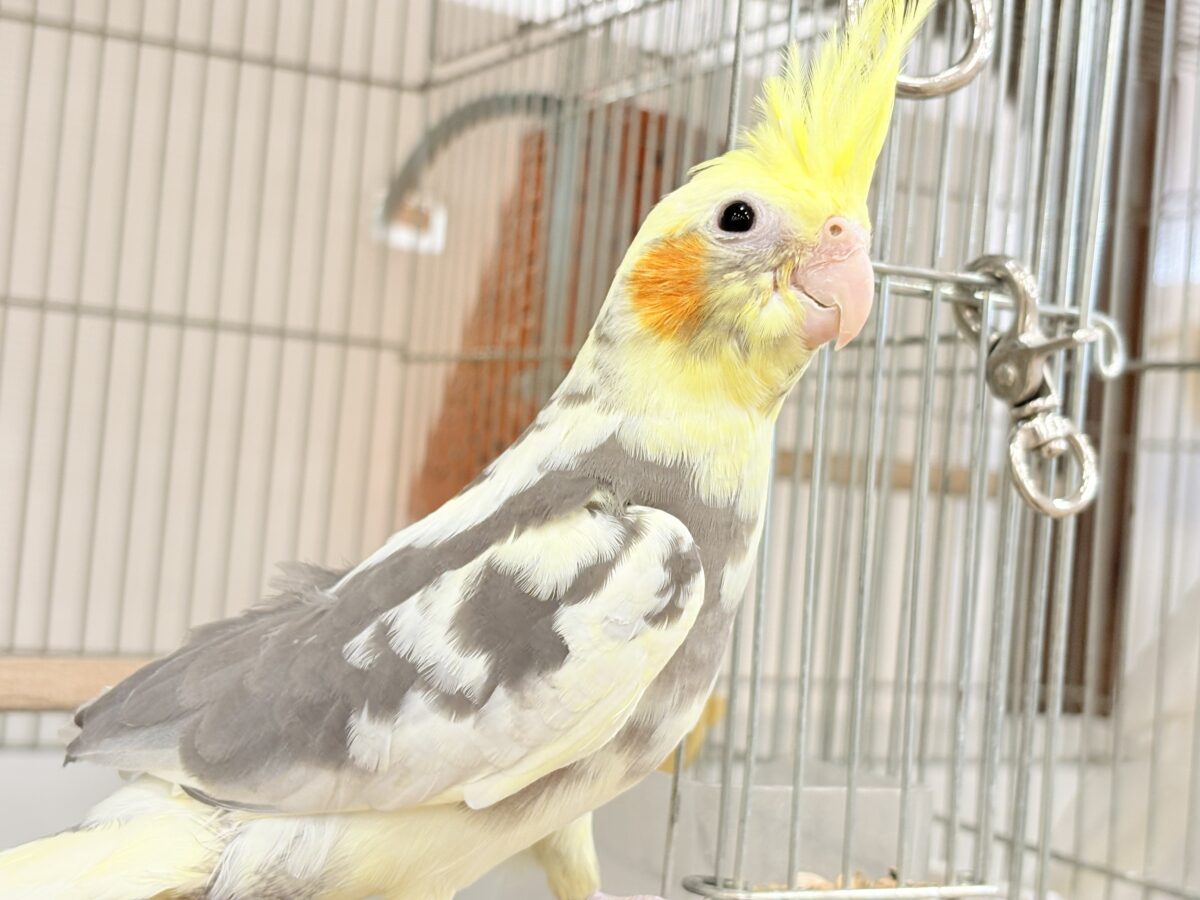 オカメインコ
