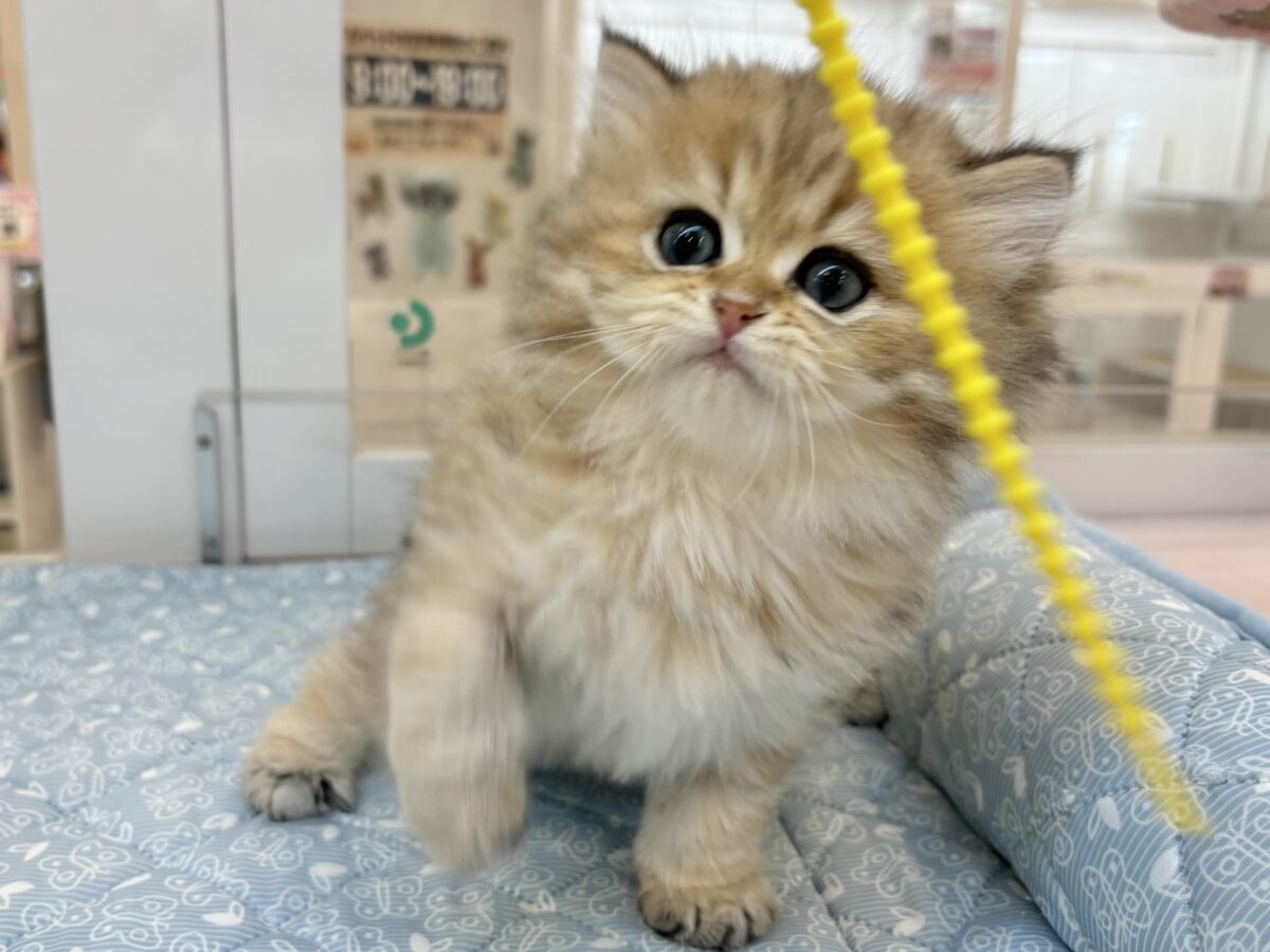 ブリティッシュショートヘア