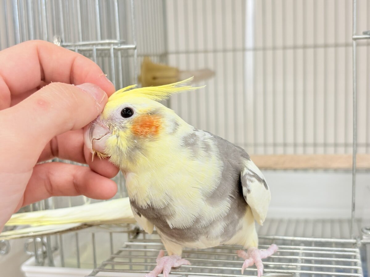 オカメインコ
