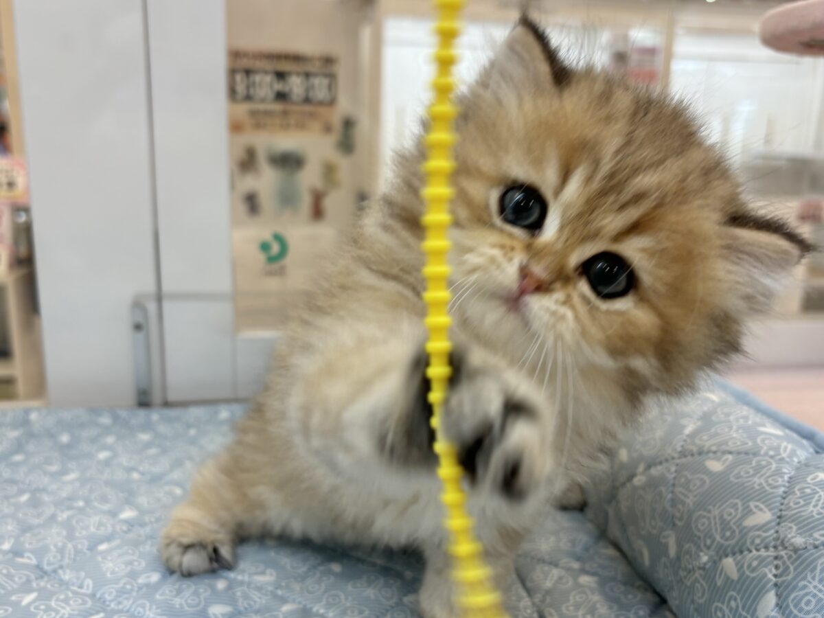 ブリティッシュショートヘア