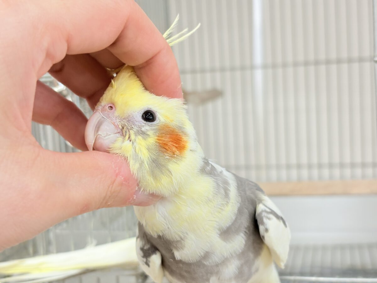 オカメインコ