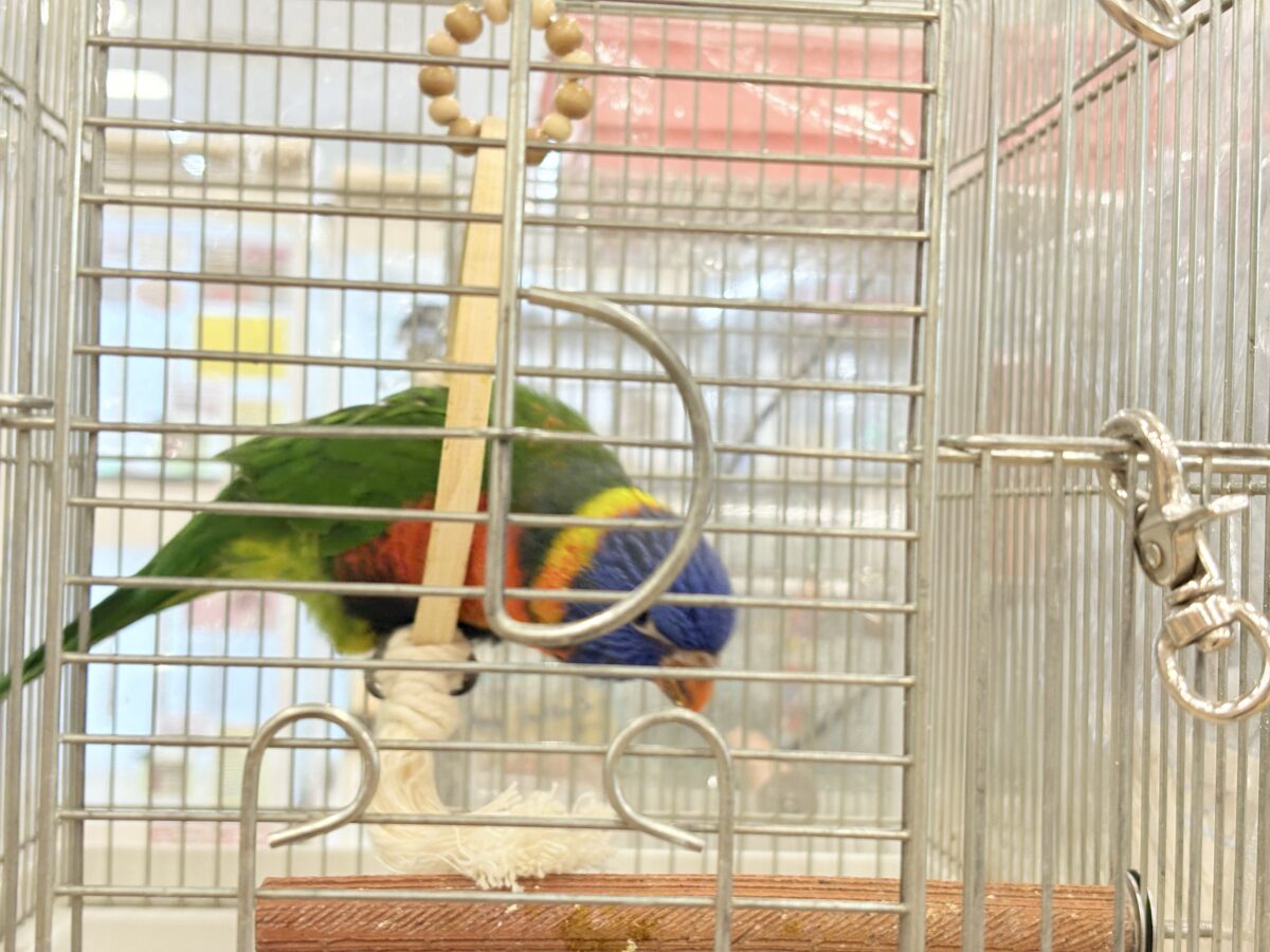ゴシキセイガイインコ