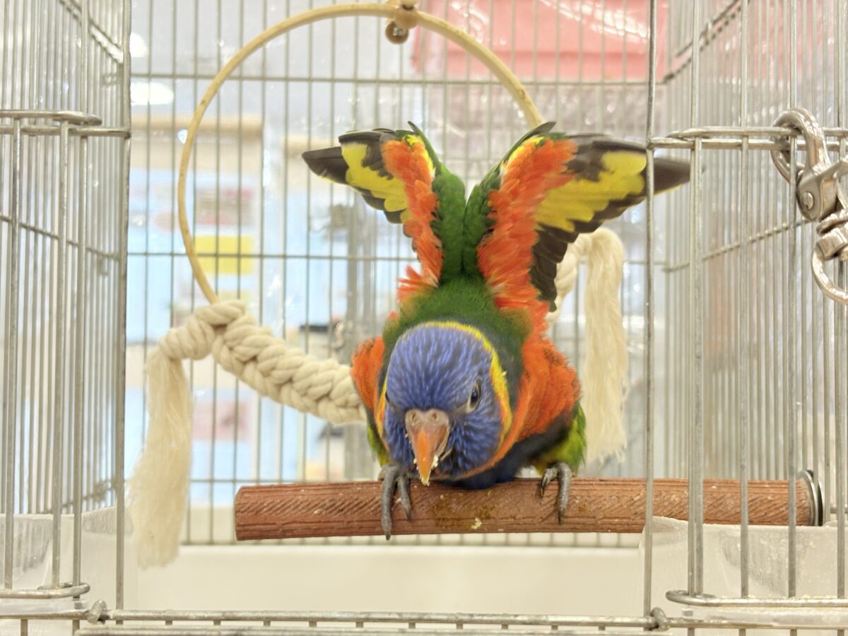 ゴシキセイガイインコ