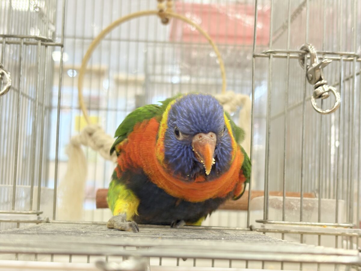 ゴシキセイガイインコ