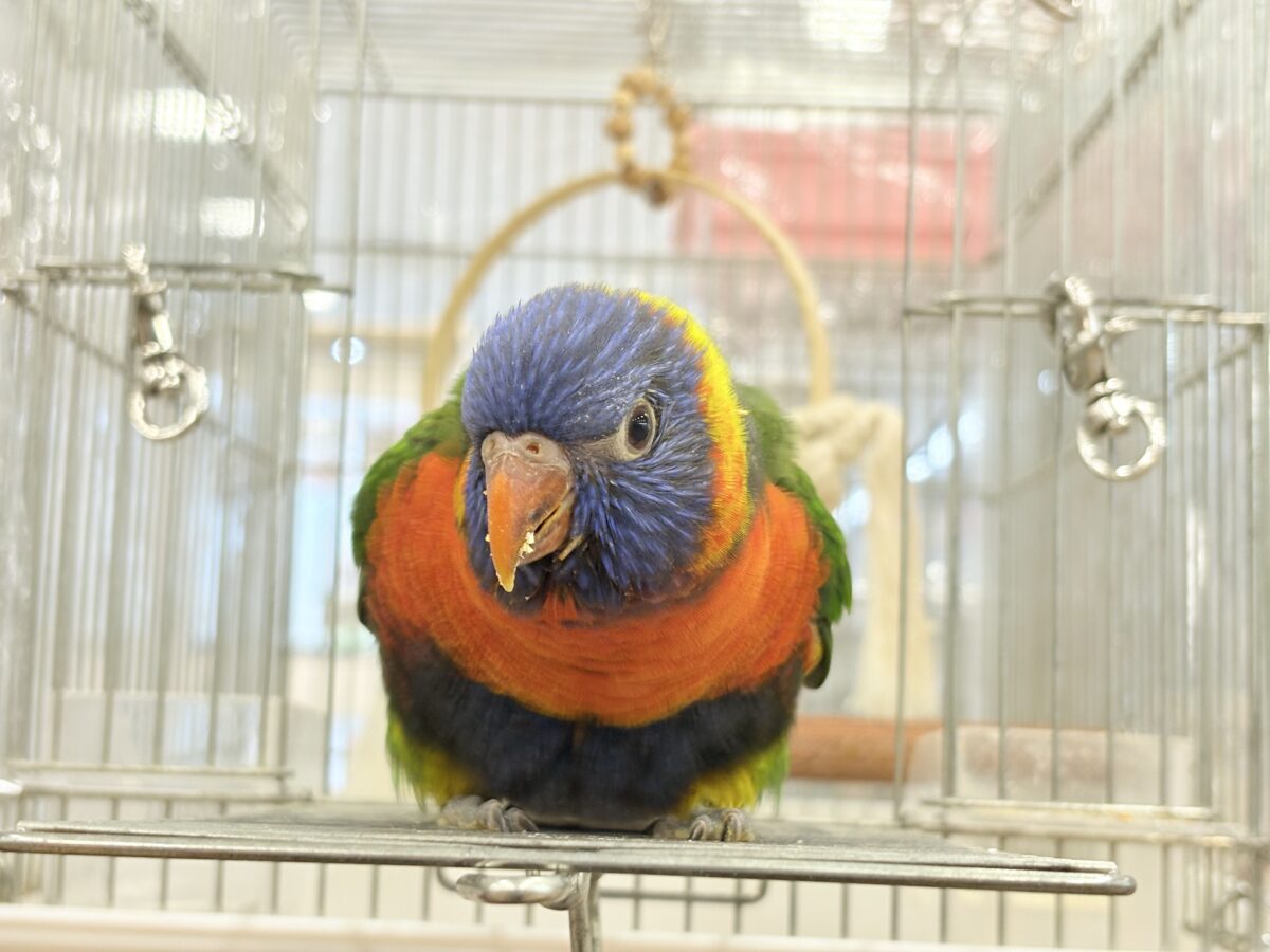 ゴシキセイガイインコ