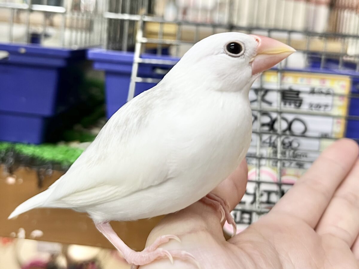 白文鳥