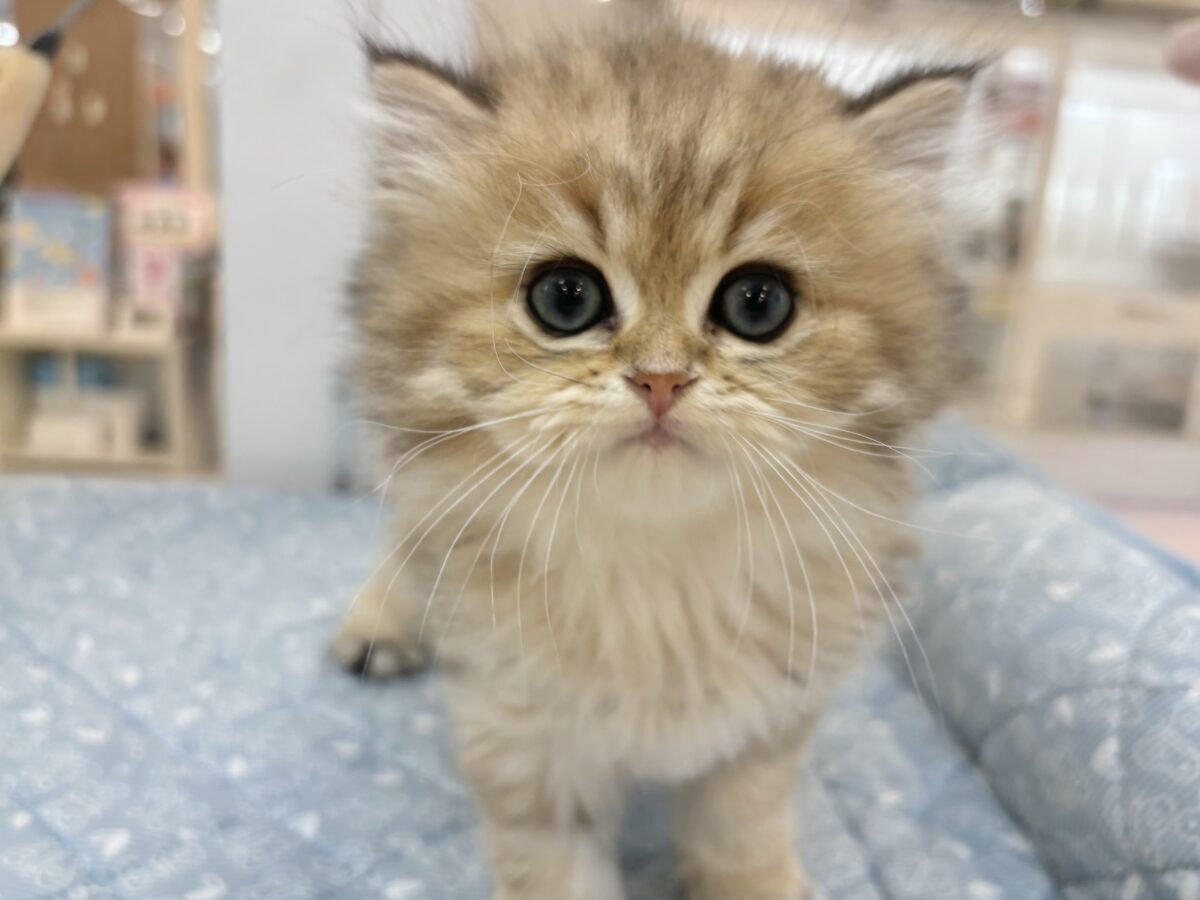 ブリティッシュショートヘア