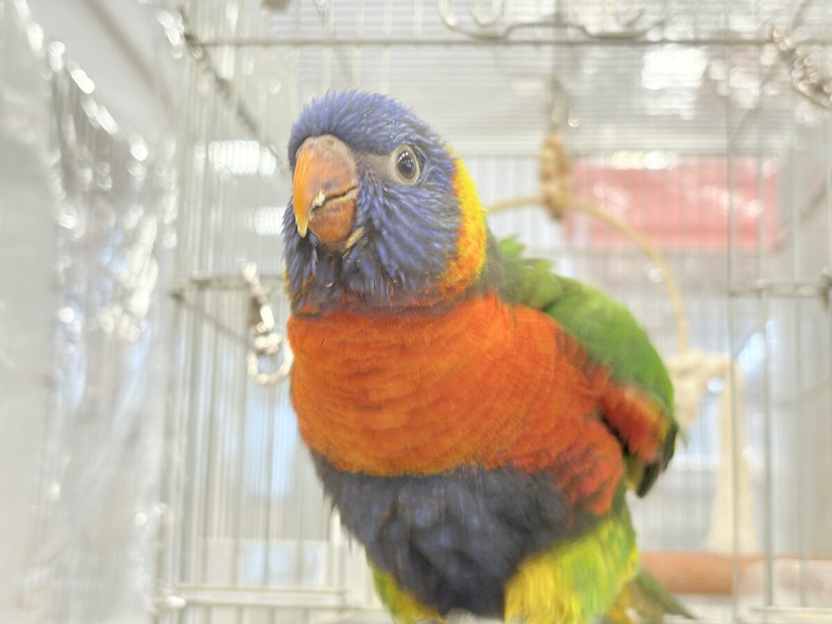 ゴシキセイガイインコ