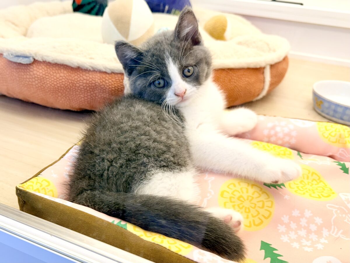 ブリティッシュショートヘア