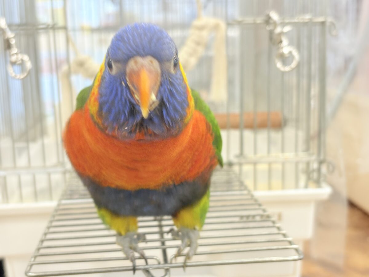 ゴシキセイガイインコ