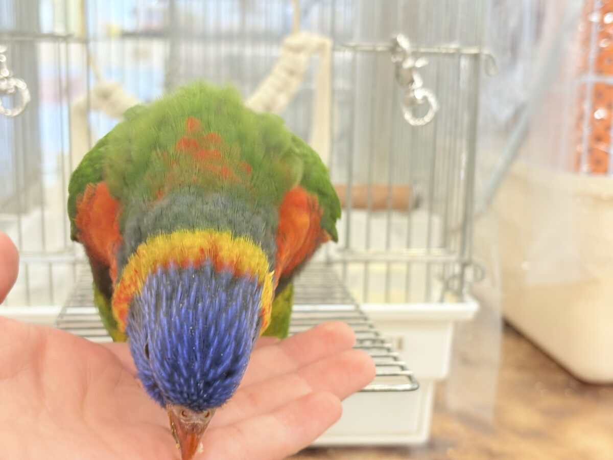 ゴシキセイガイインコ
