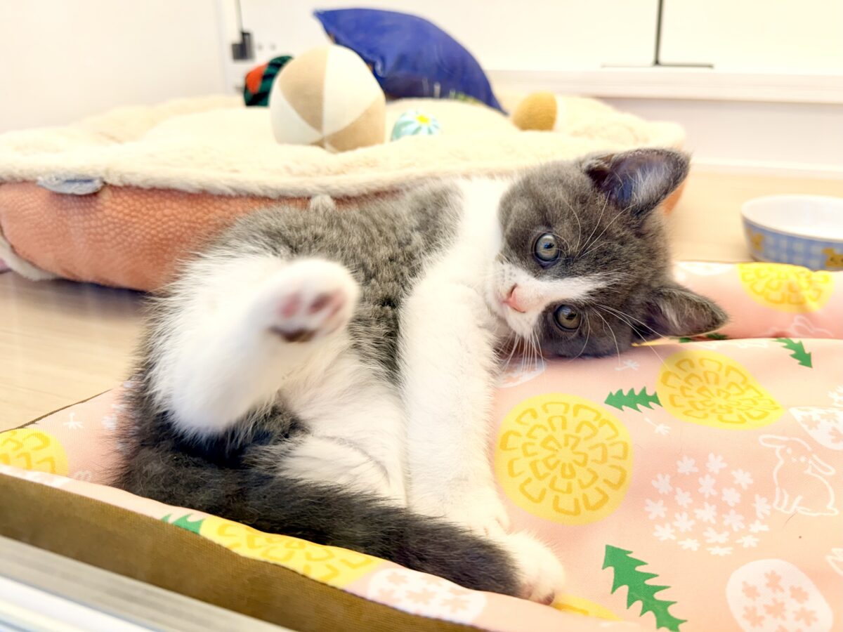 ブリティッシュショートヘア