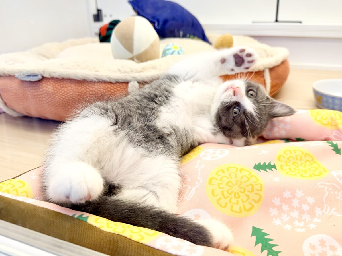 ブリティッシュショートヘア