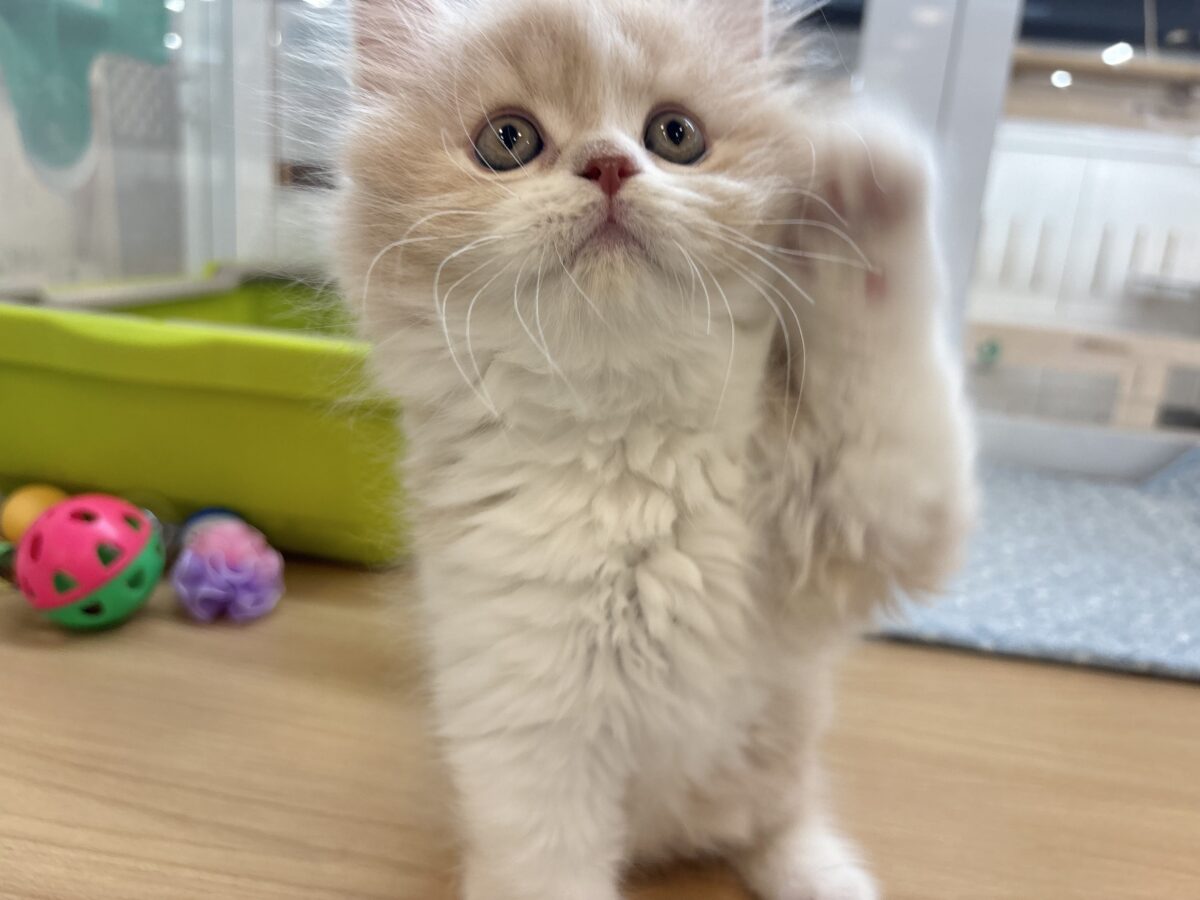 スコティッシュフォールド