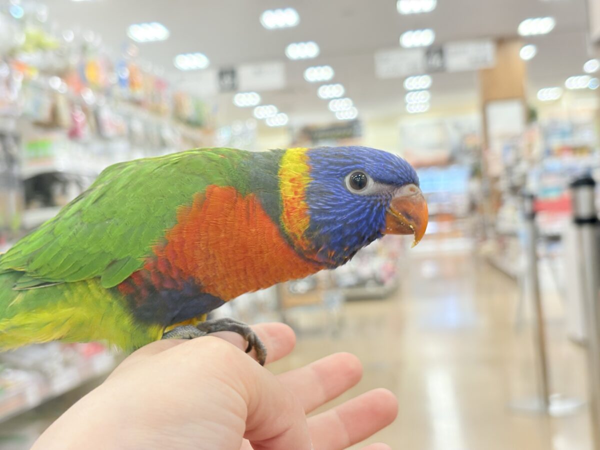 ゴシキセイガイインコ