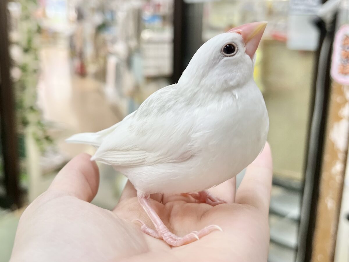 白文鳥