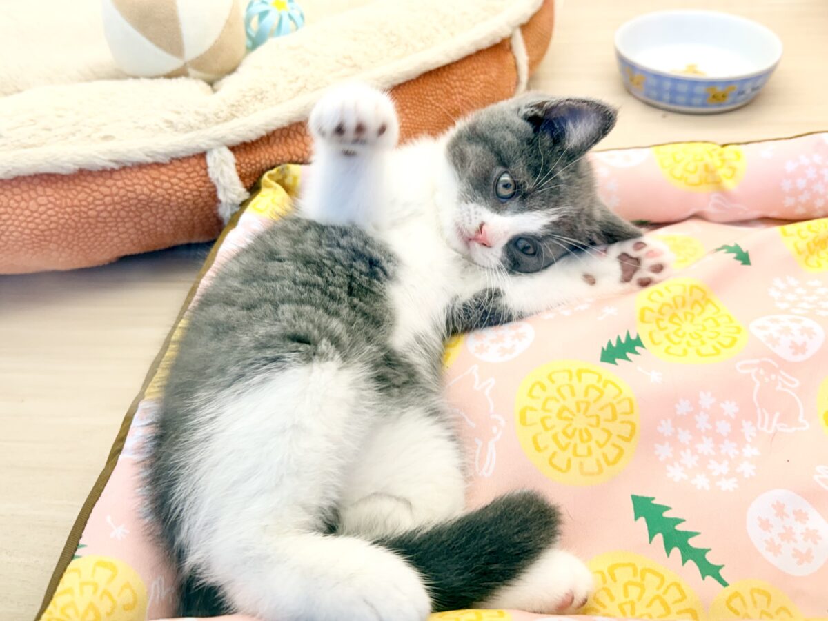 ブリティッシュショートヘア