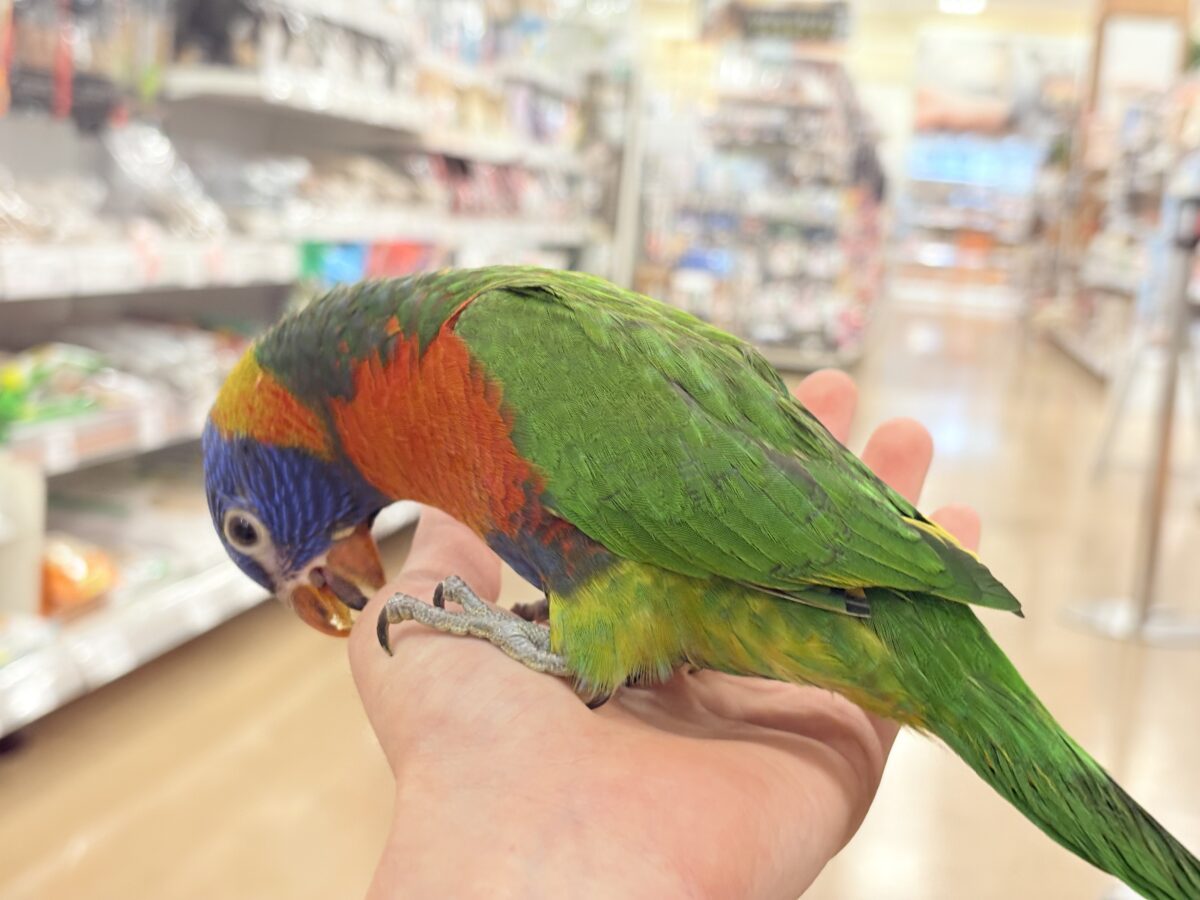 ゴシキセイガイインコ