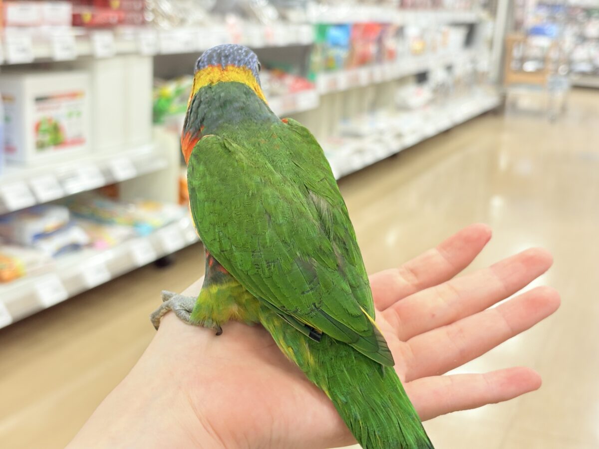 ゴシキセイガイインコ