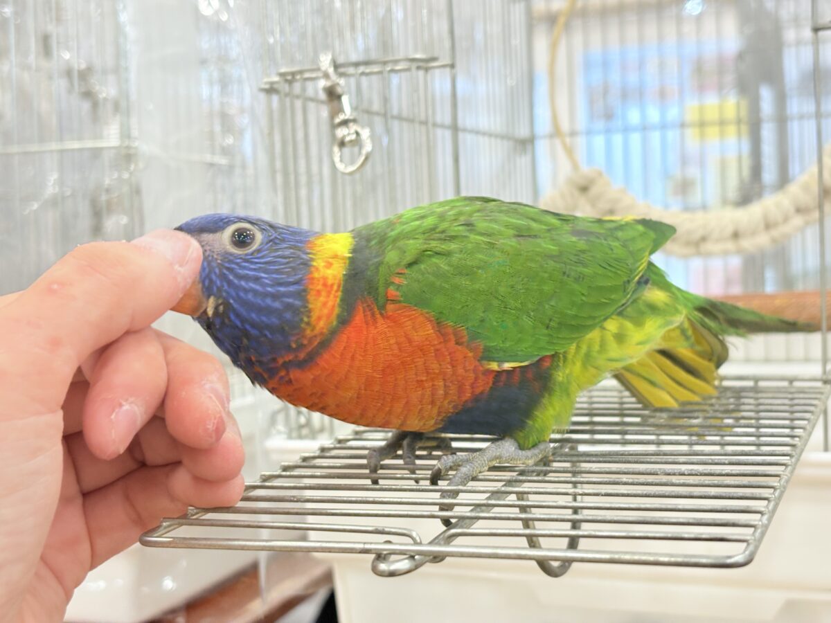 ゴシキセイガイインコ