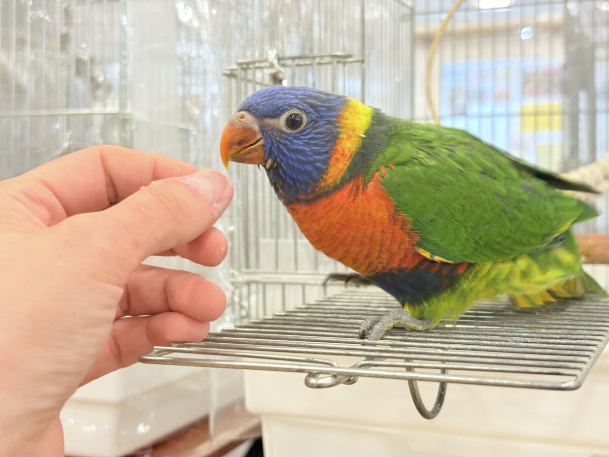ゴシキセイガイインコ