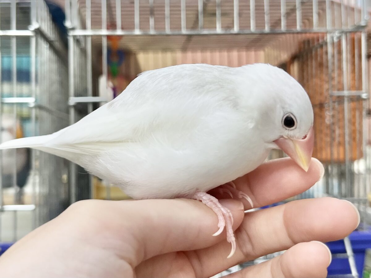 白文鳥
