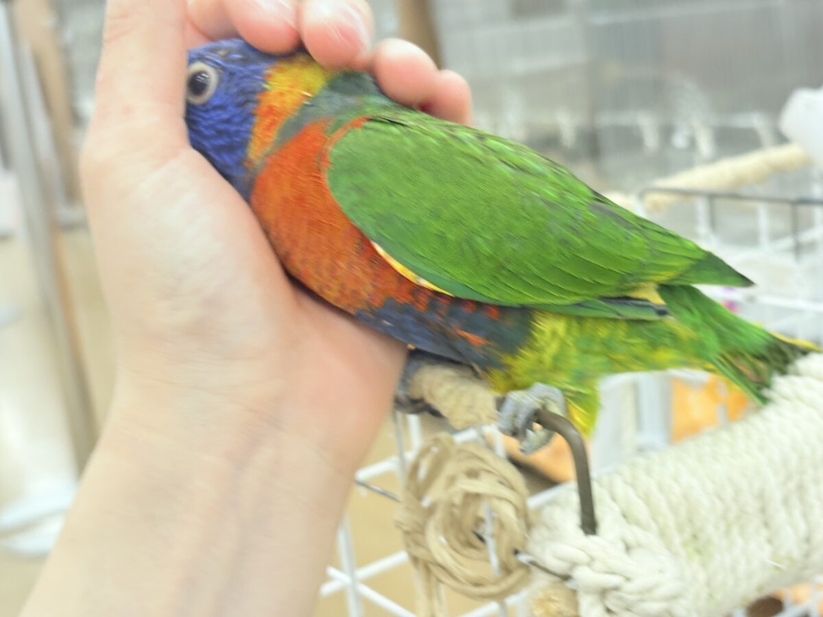 ゴシキセイガイインコ