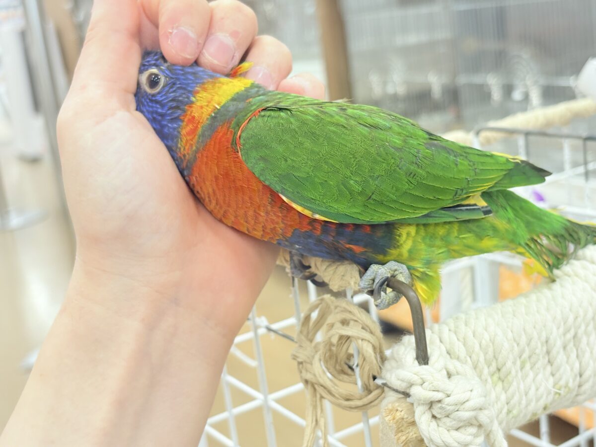 ゴシキセイガイインコ