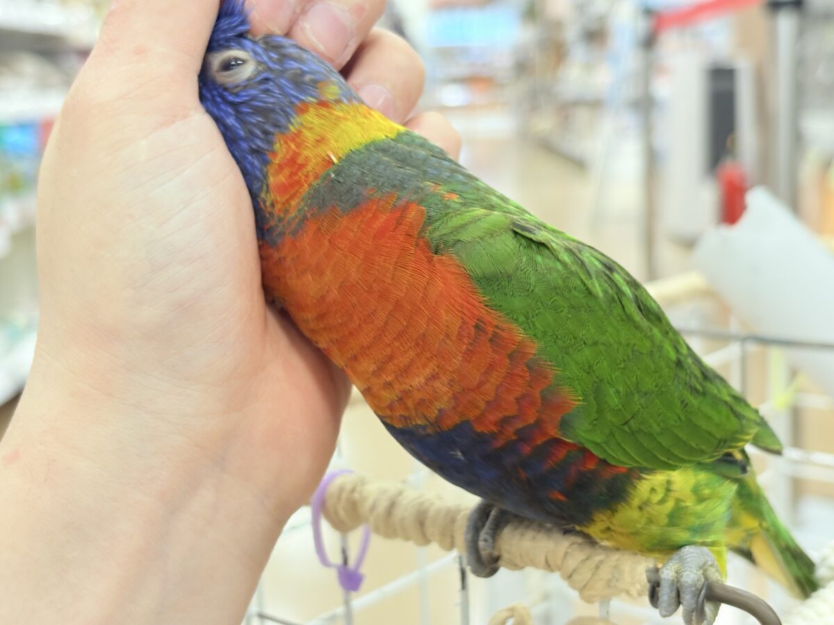 ゴシキセイガイインコ