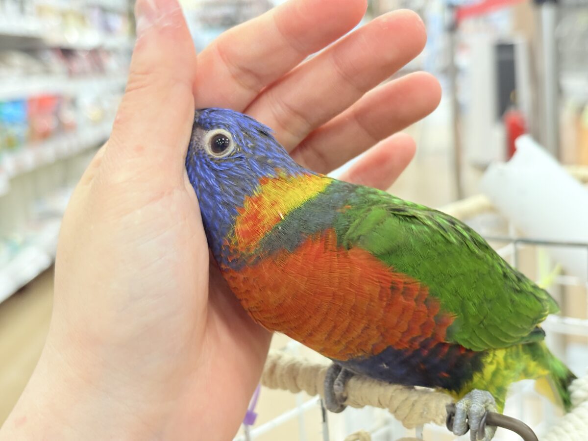 ゴシキセイガイインコ
