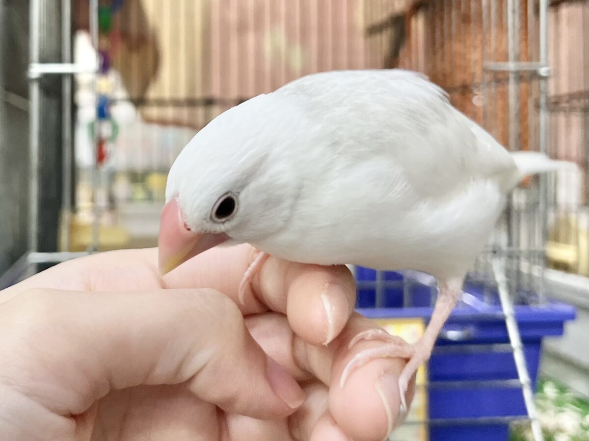 白文鳥