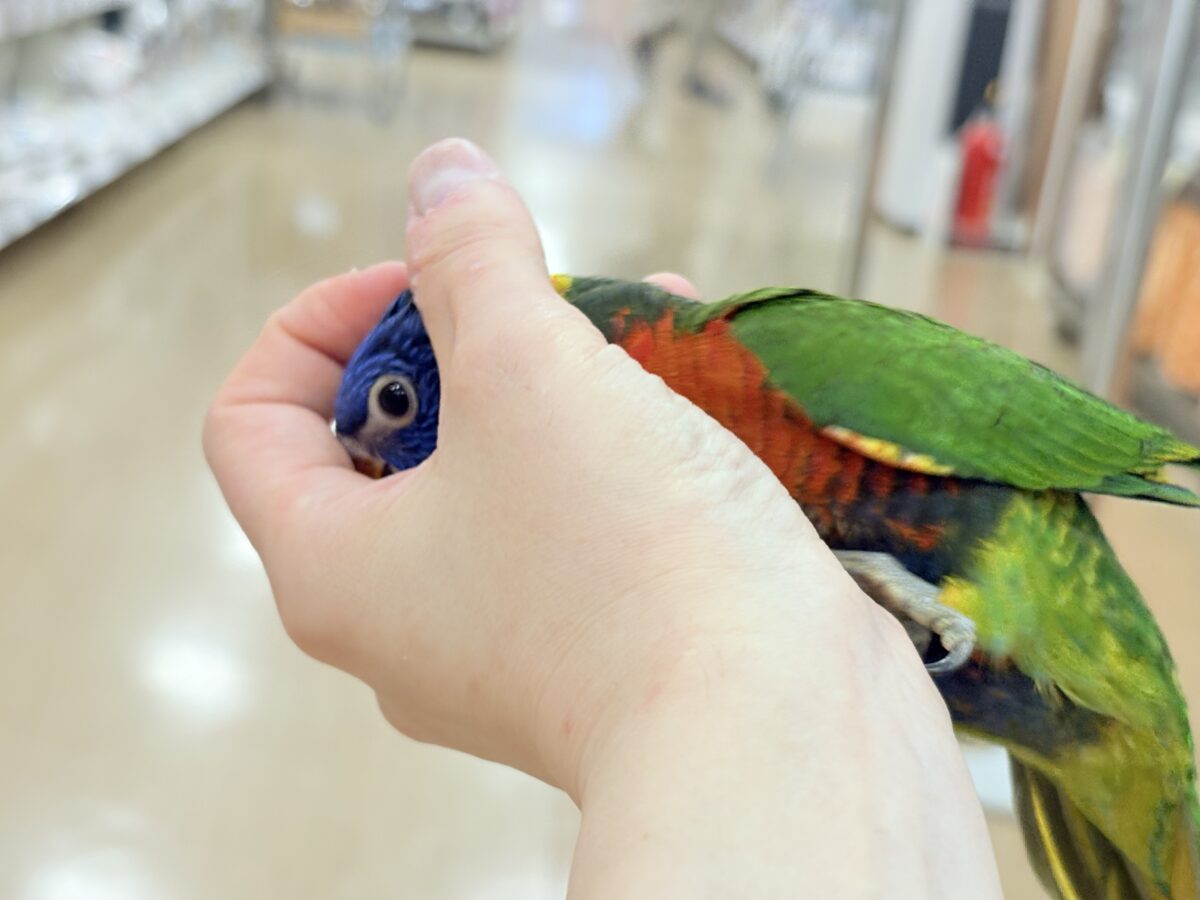 ゴシキセイガイインコ