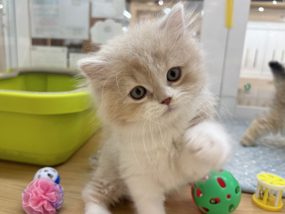スコティッシュフォールド