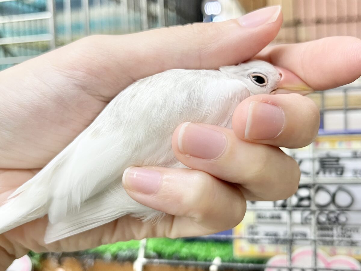 白文鳥
